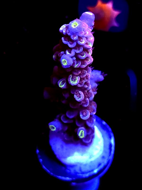 SBB "Gummy Graft" Acro Large
