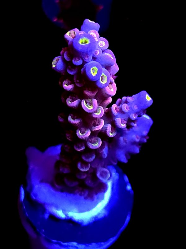SBB "Gummy Graft" Acro Medium