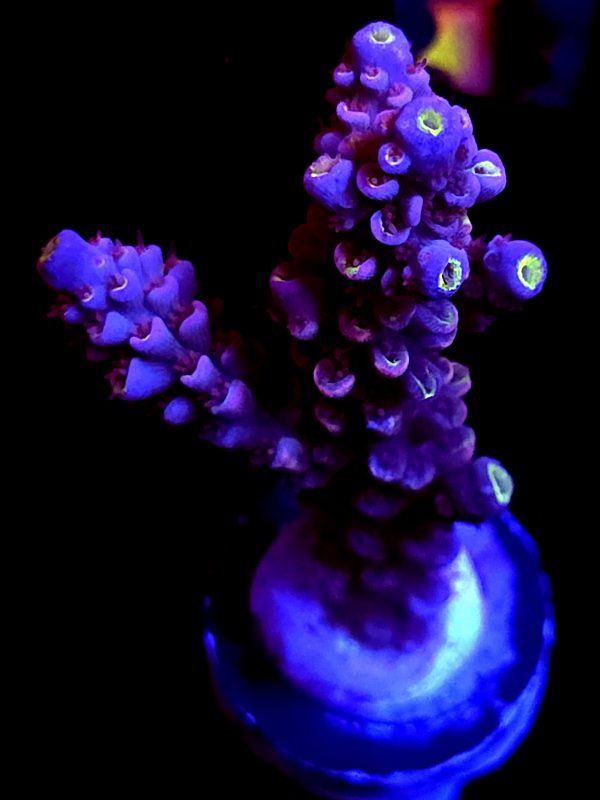 SBB "Gummy Graft" Acro Large Branch