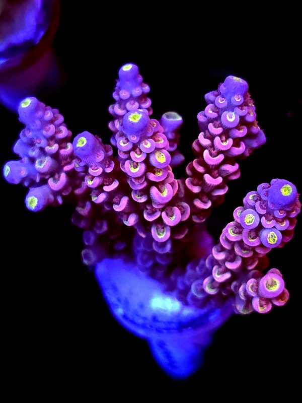 SBB "Gummy Graft" Acro Large Multibranches