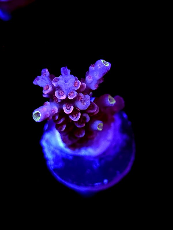 SBB "Gummy Graft" Acro Small Branch