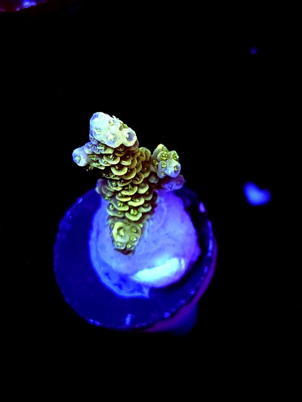 SBB "Citrus Blaze" Acro Small Branch