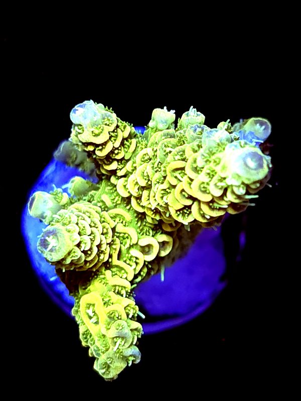 SBB "Citrus Blaze" Acro Medium Multibranch