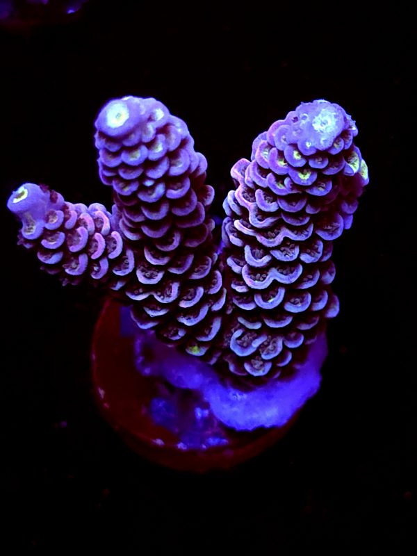 SBB "Winter Fire" Acro Large 2 Branches