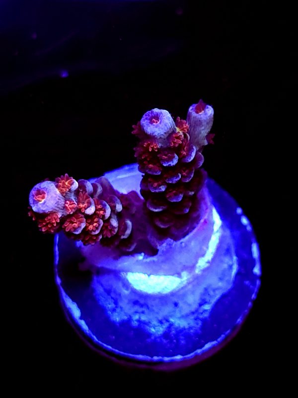 SBB "Brain Burner" Acro Small 2 Branches