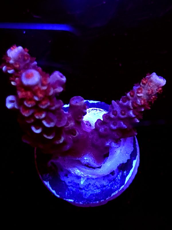 SBB "Brain Burner" Acro Medium 2 Branches