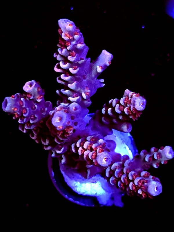 SBB "Brain Burner" Acro Large Multibranch
