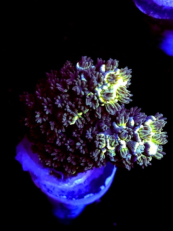 SBB "Bk Chem Frootloops" Acro Medium 2 Branches