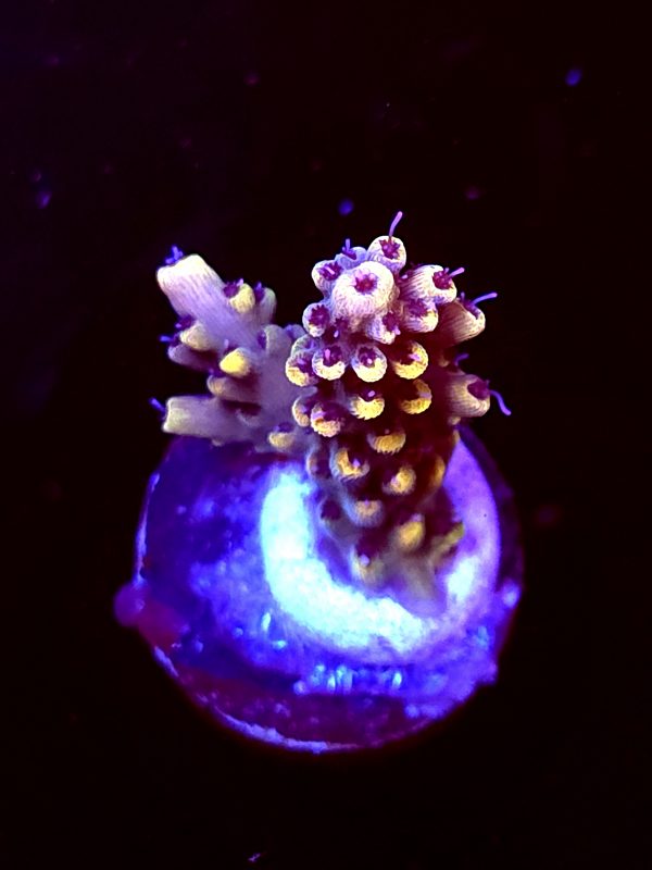 SBB "Bumble Bee" Acro Small