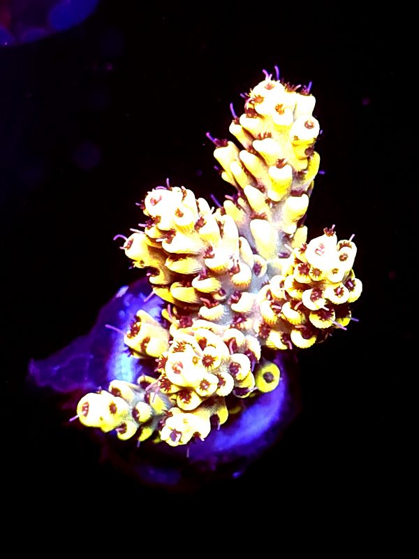 SBB "Bumble Bee" Acro Medium Multibranch