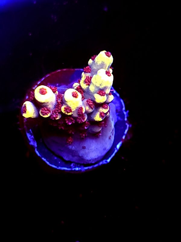 SBB "Bumble Bee" Acro Small Crusted Multibranch