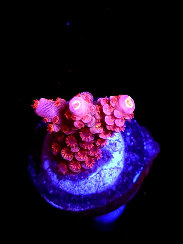 SBB "Pinky & The Brain" Acro Small