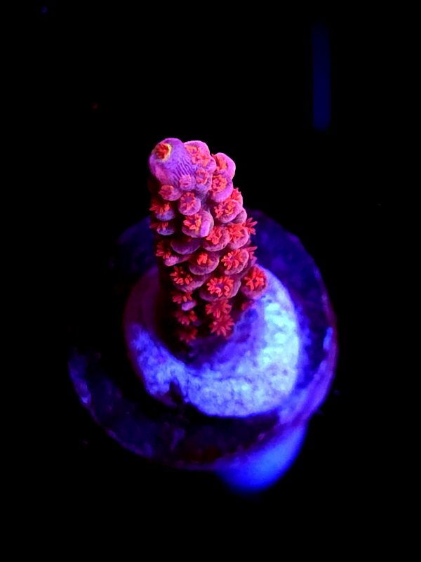 SBB "Pinky & The Brain" Acro Small
