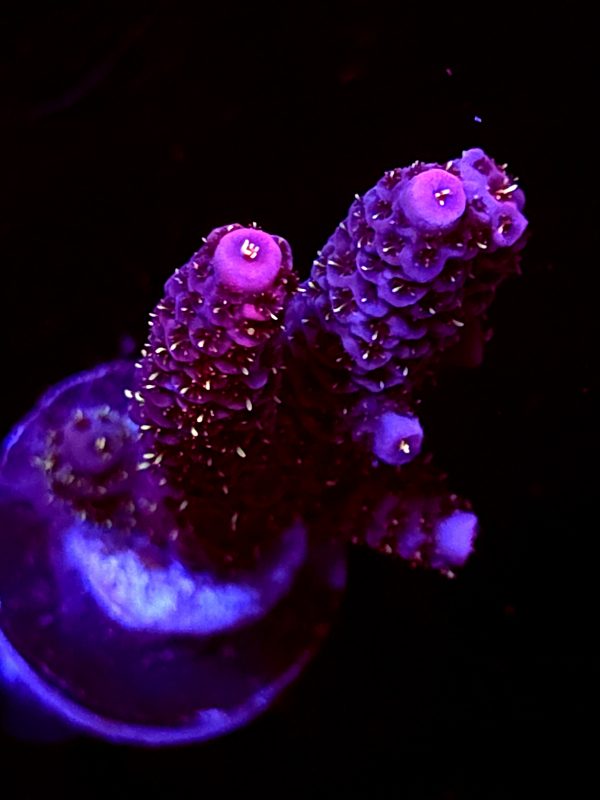 SBB "Fire Dragon" Acro Large