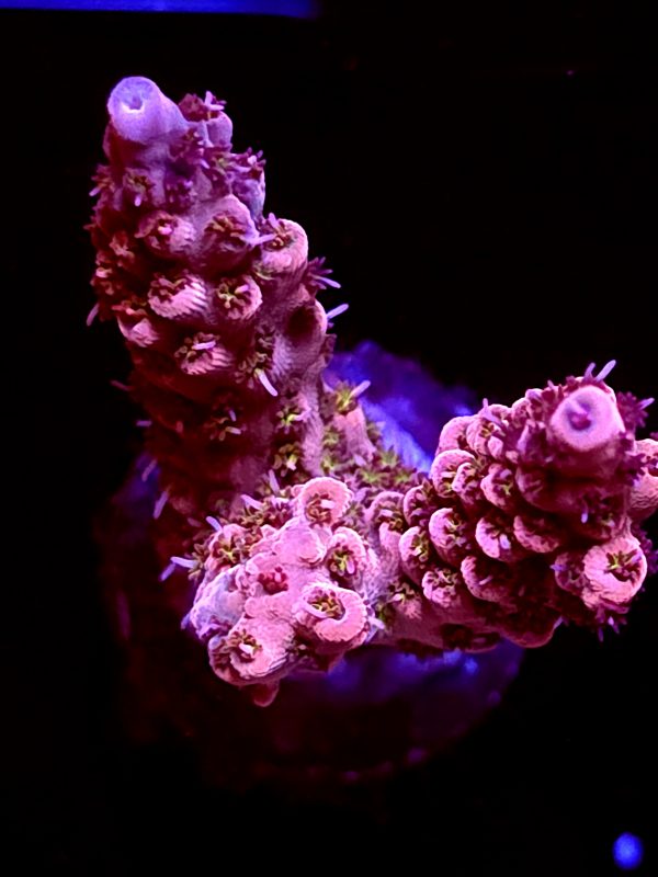 SBB "Fruit Berry" Acro Large 2 Branches