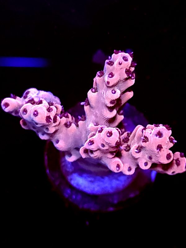 SBB "Fruit Berry" Acro Medium Multibranch