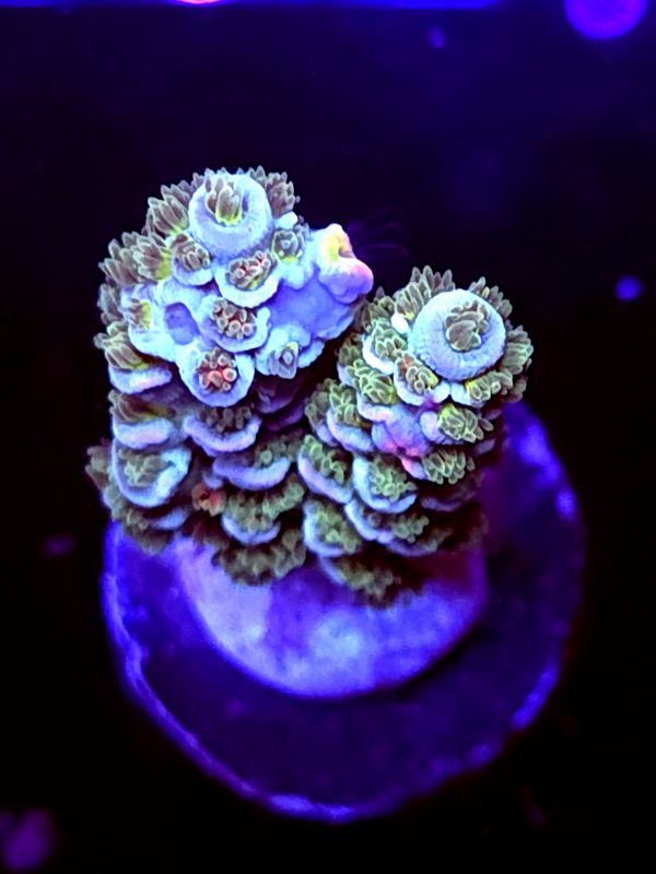 SBB "Arcade Candy" Acro Medium 2 Branches