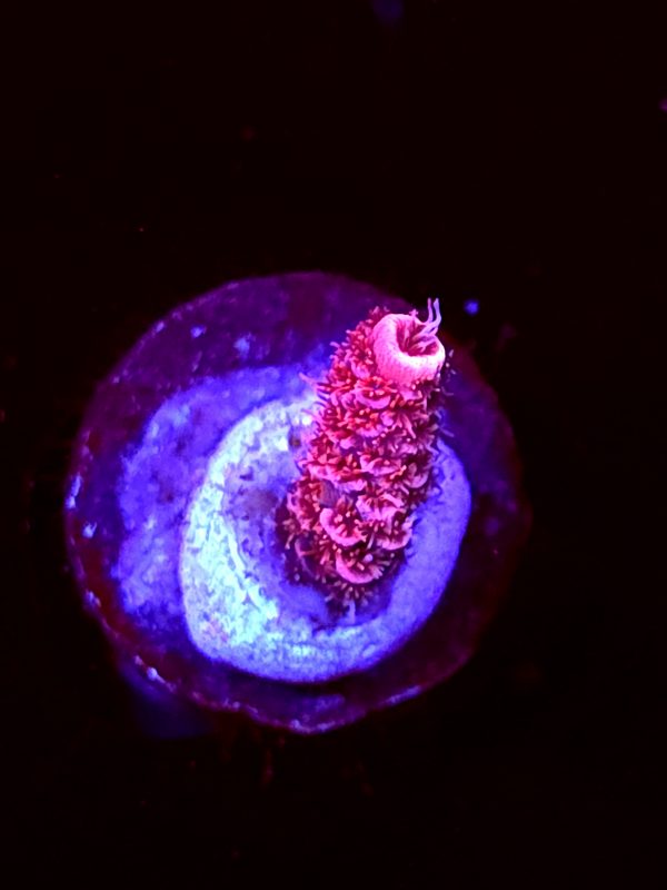 SBB "Flame Knight" Acro Tiny