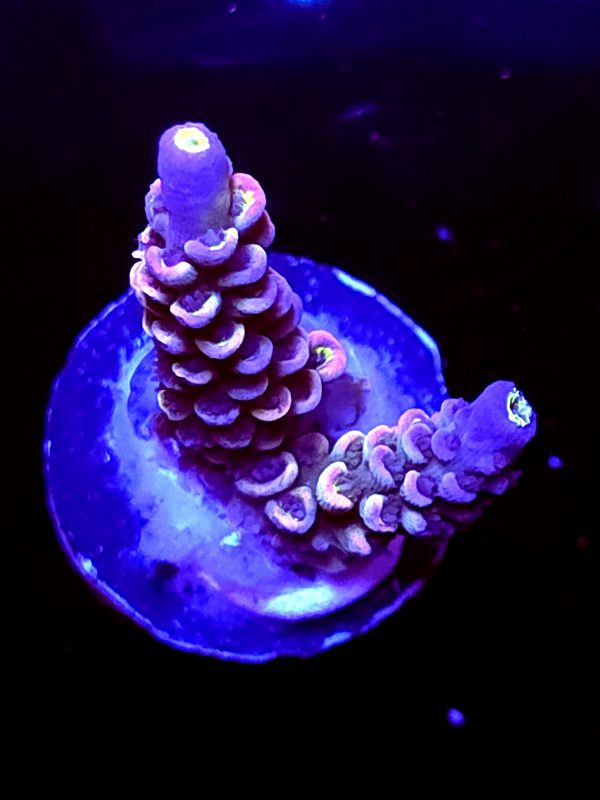 SBB "Grape Glaze" Acro Small 2 branches