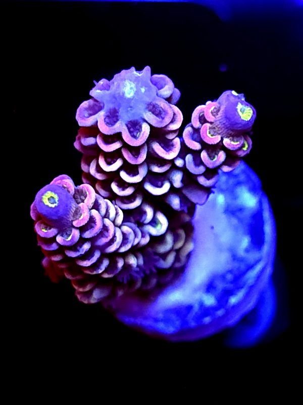 SBB "Grape Glaze" Acro Medium 2 Branches
