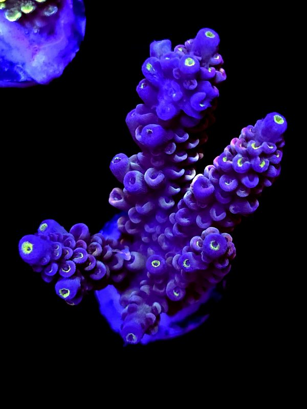 SBB "Grape Glaze" Acro Large 3 branches
