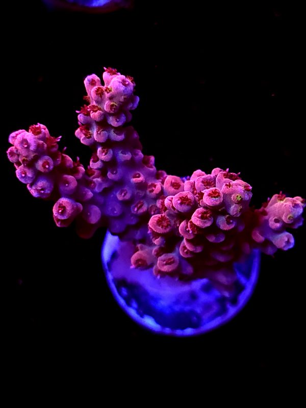 SBB "Red Razz" Acro Medium 2 Branches