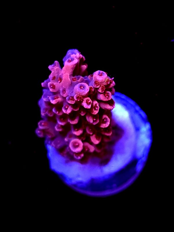 SBB "Red Razz" Acro Medium Chunky