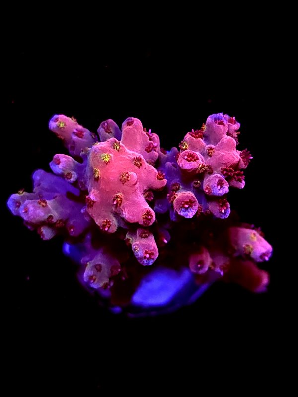 SBB "Red Razz" Acro Large Chunk