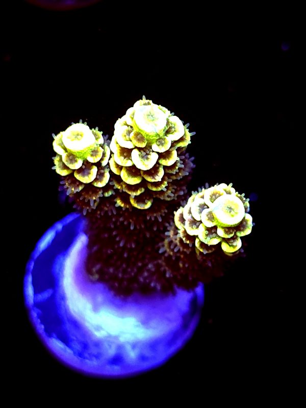 SBB "Hologram" Acro Medium 2 Branches
