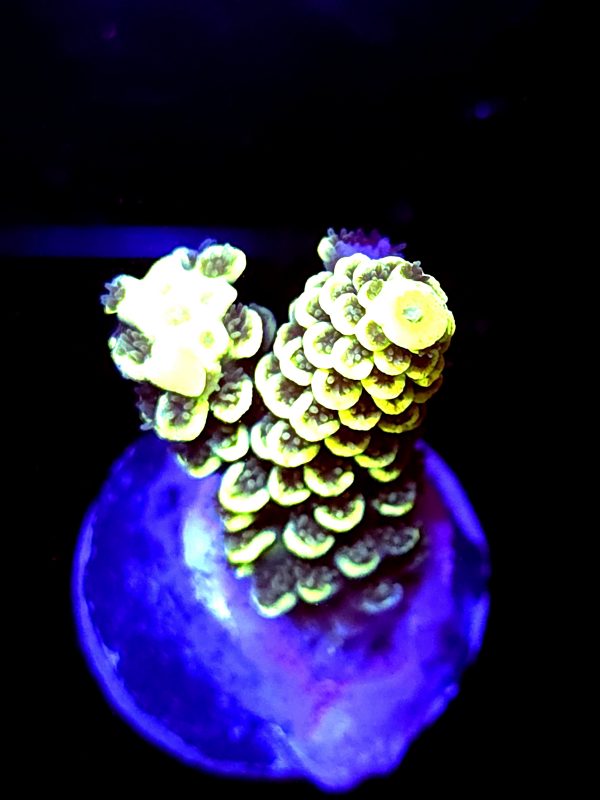 SBB "Hologram" Acro Small