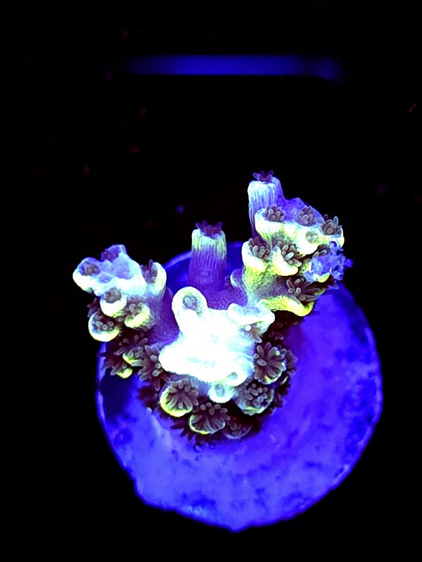 SBB "Hologram" Acro Small