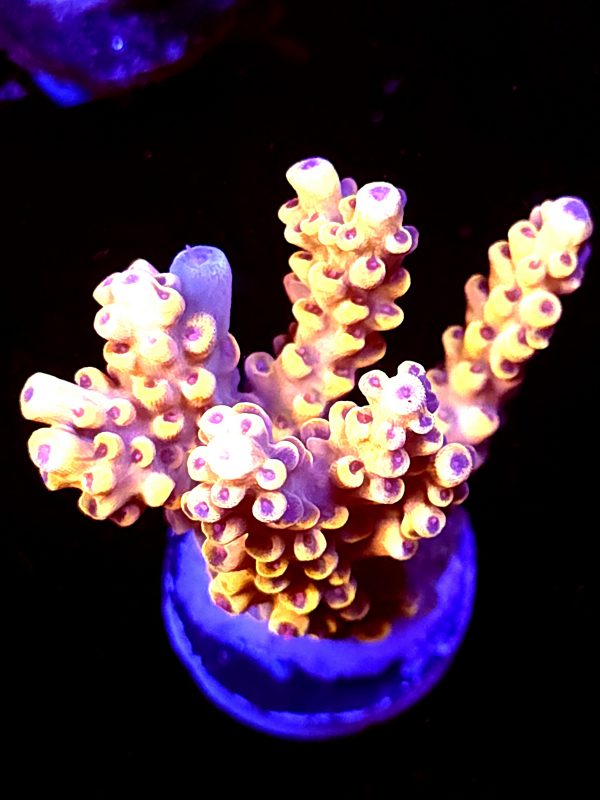 SBB "Pickachu" Acro Medium Multibranches