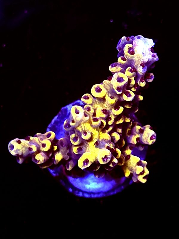 SBB "Black Bee" Acro Medium 2 Branch