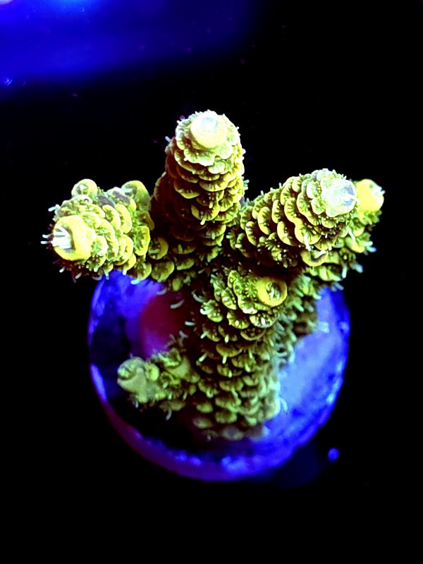 SBB "Citrus Blaze" Acro Chunky Multibranch