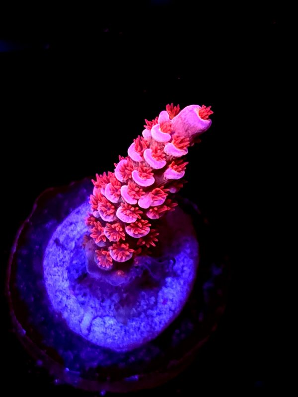 SBB "Pinky & The Brain" Acro Small