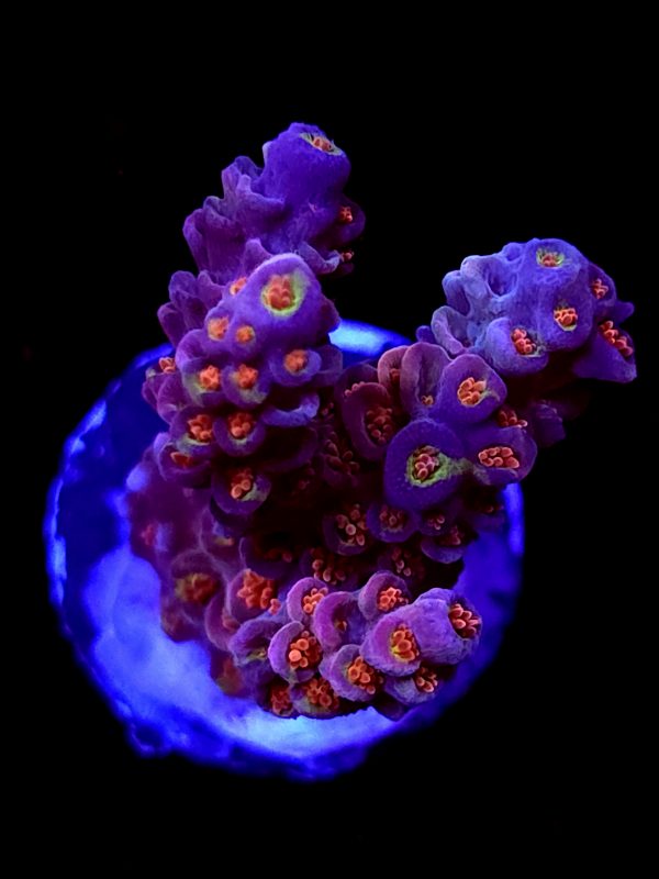SBB "Screaming Demon" Acro Medium Multibranch