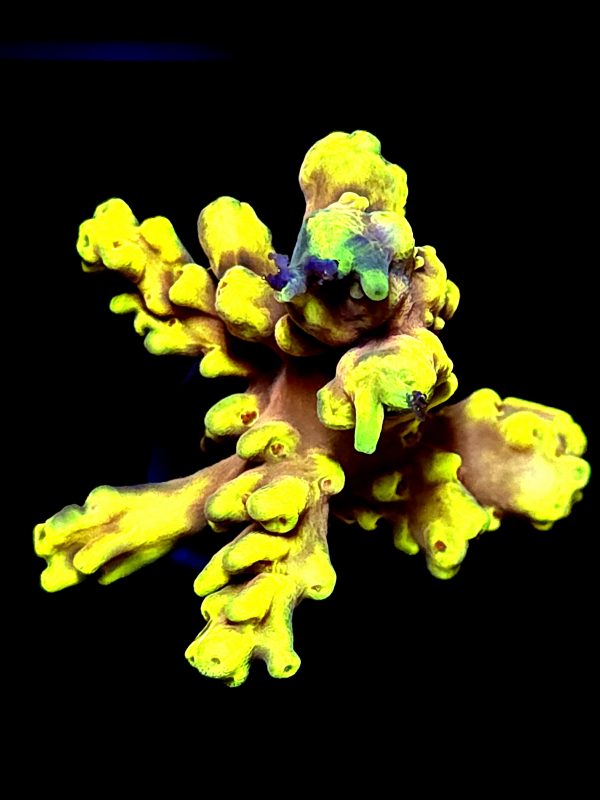 SBB "Thunder Cats" Acro Medium Multibranches