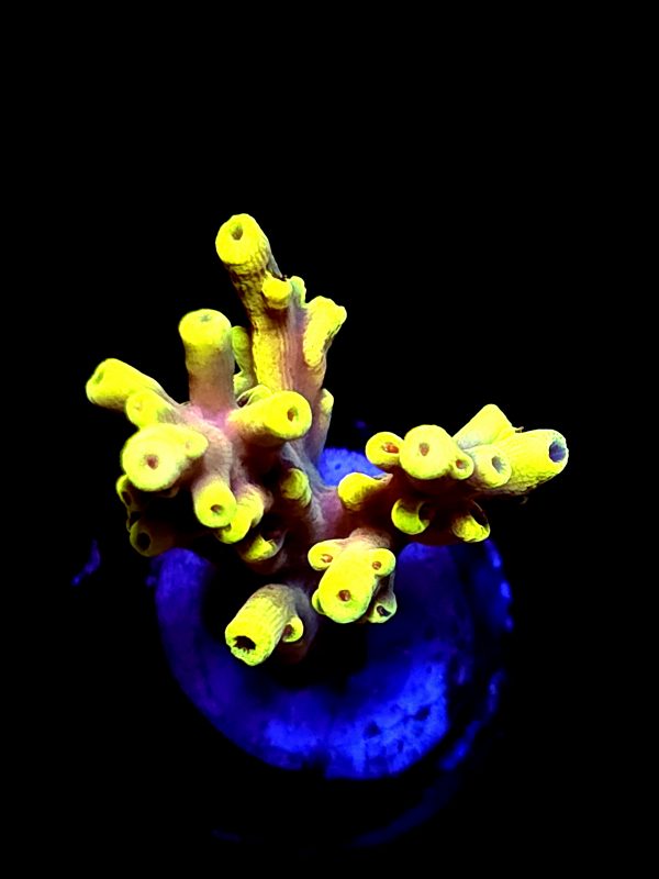 SBB "Mystery Branches" Acro Small 3 Branches