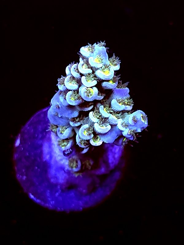 SBB "Vanilla Sky" Acro Mfedium