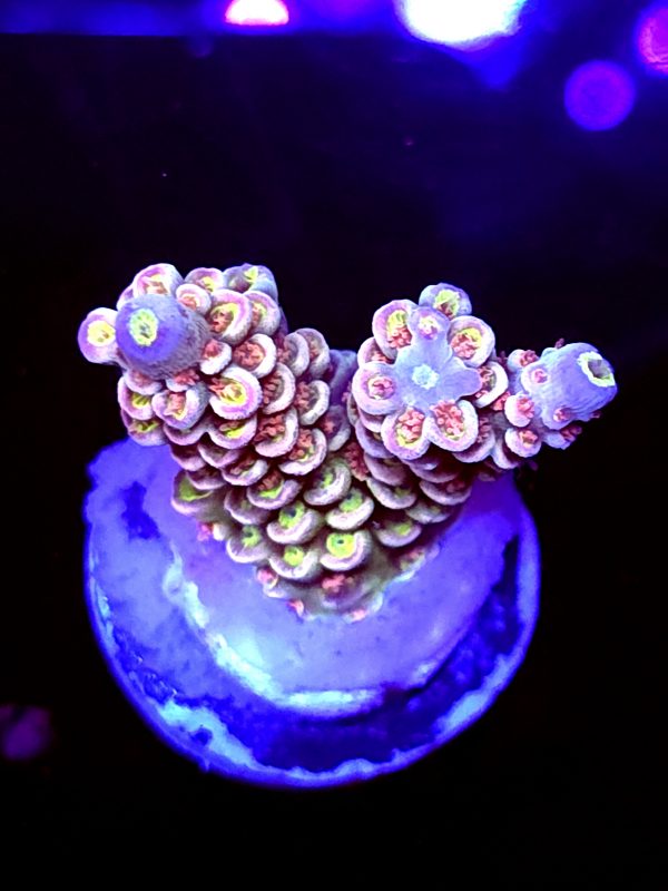 SBB "Rustic Rasberry" Acro small 2 Branches