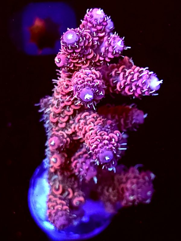 SBB "Double Rainbow" Acro Large Tall Multibranch