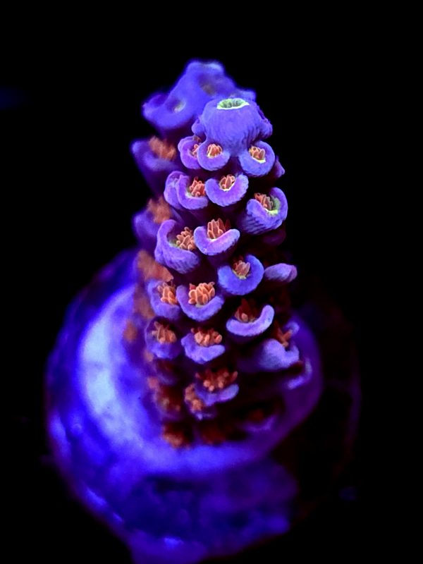 SBB "Mega Melt" Acro Medium 2 Branches