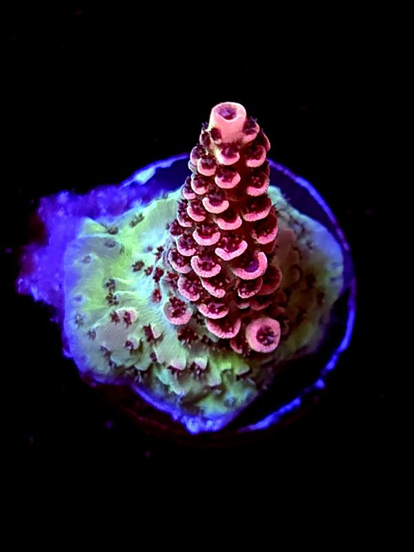 SBB"Alien Cider" Acro Small Crusted Plug