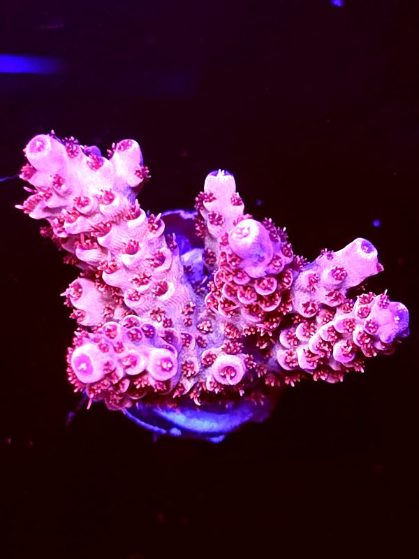 SBB "Rainbow Chew" Acro Medium Multibranches