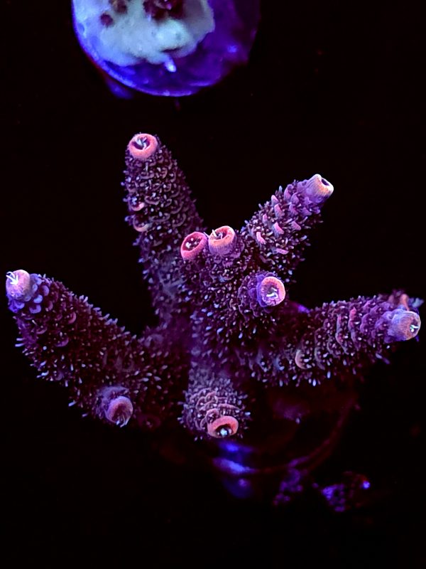 SBB "Rainbow Lotus" Acro Large Multibranches