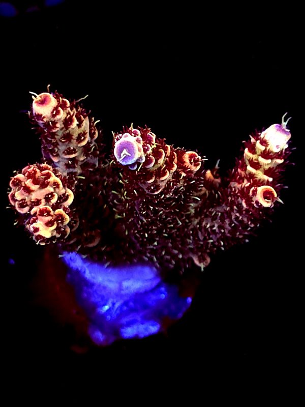 SBB "Lava Lynx" Acro Large 2 Branches