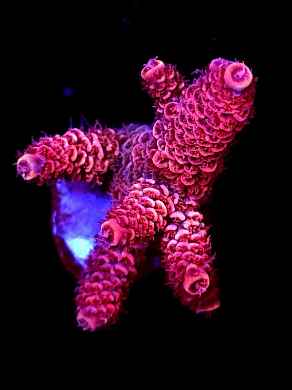 SBB "Flame Knight" Acro Medium Multibranches