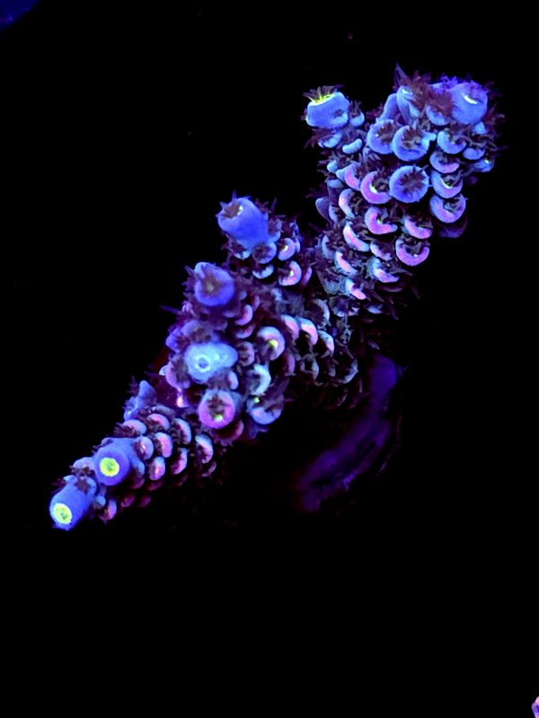 SBB "Dragon Wrath" Acro Medium 3 Branches