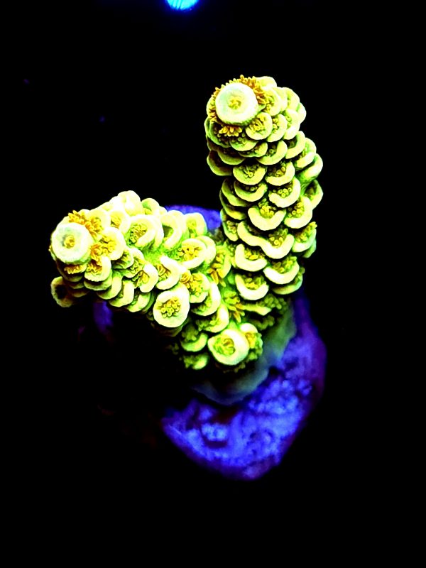 SBB "Slime Burst" Acro Medium 2 Branches