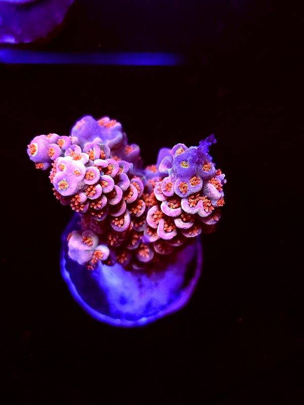 SBB "Screaming Demon" Acro Medium 2 Branches